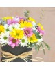Mixed Daisy Flower Box